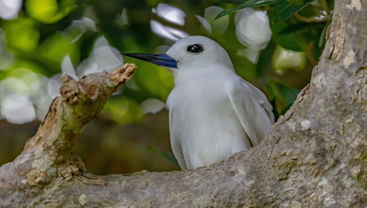 Blue-billed White-Tern - ML646685767