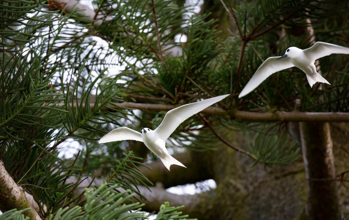 Blue-billed White-Tern - ML646685768