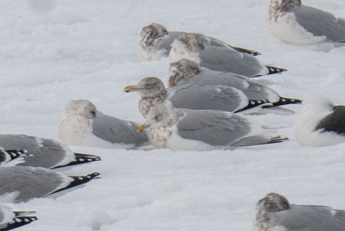 Iceland Gull (kumlieni) - ML646685769