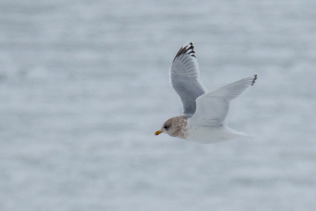Iceland Gull (kumlieni) - ML646685770