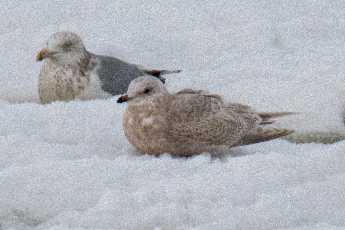 Iceland Gull (kumlieni) - ML646685771
