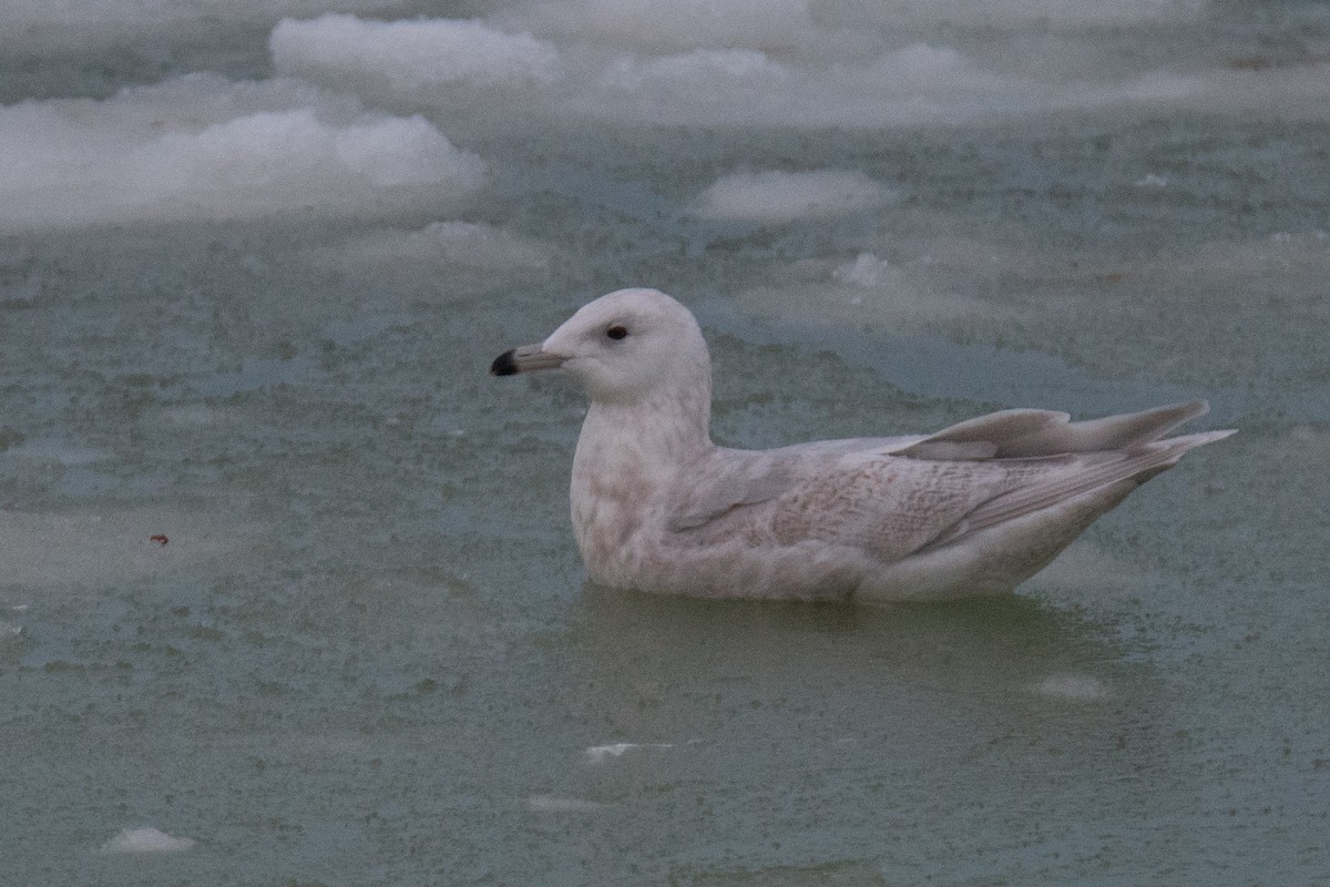 Iceland Gull (kumlieni) - ML646685772