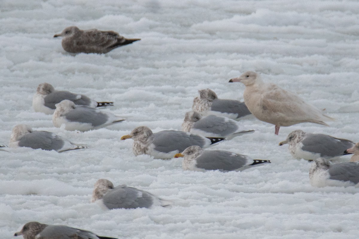 Iceland Gull (kumlieni) - ML646685773