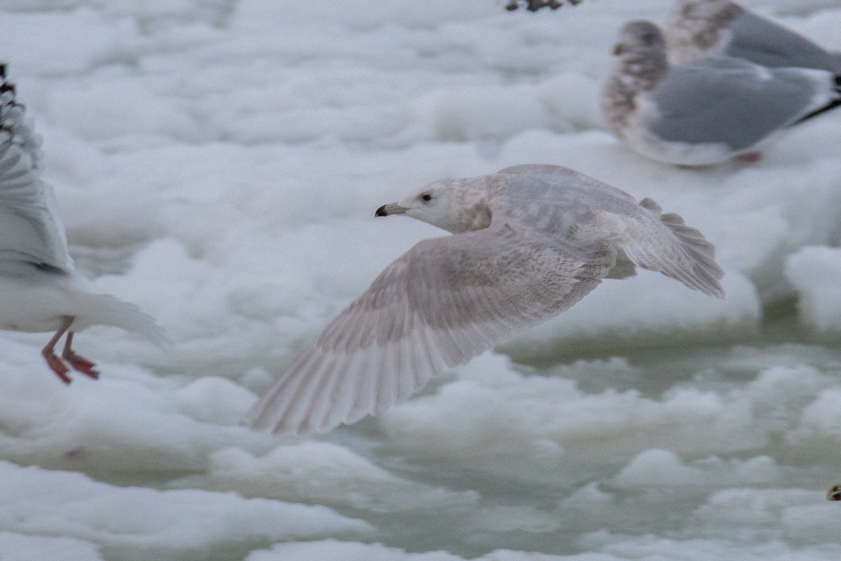 Iceland Gull (kumlieni) - ML646685774