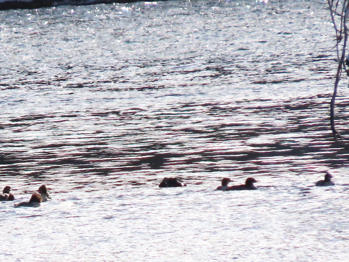 Common Merganser - ML646685776