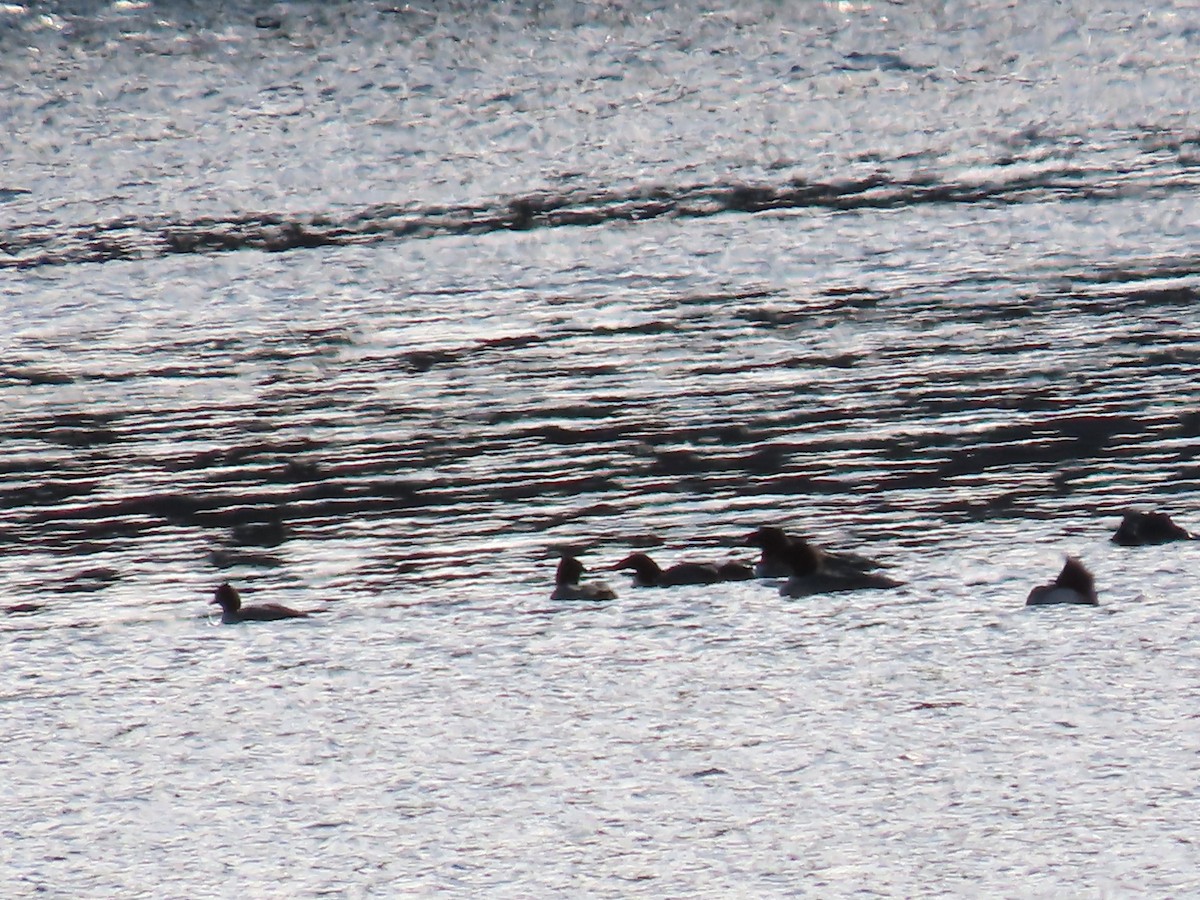 Common Merganser - ML646685777