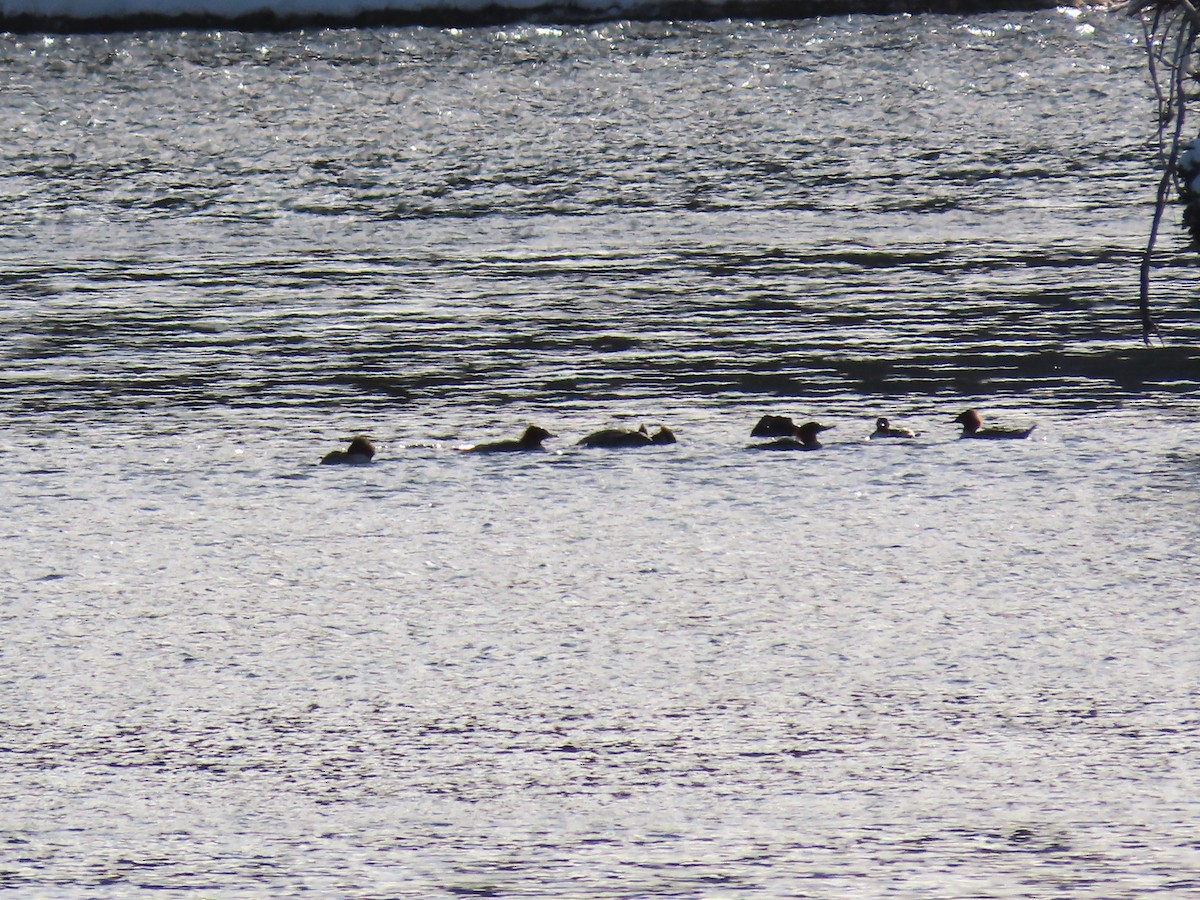 Common Merganser - ML646685778