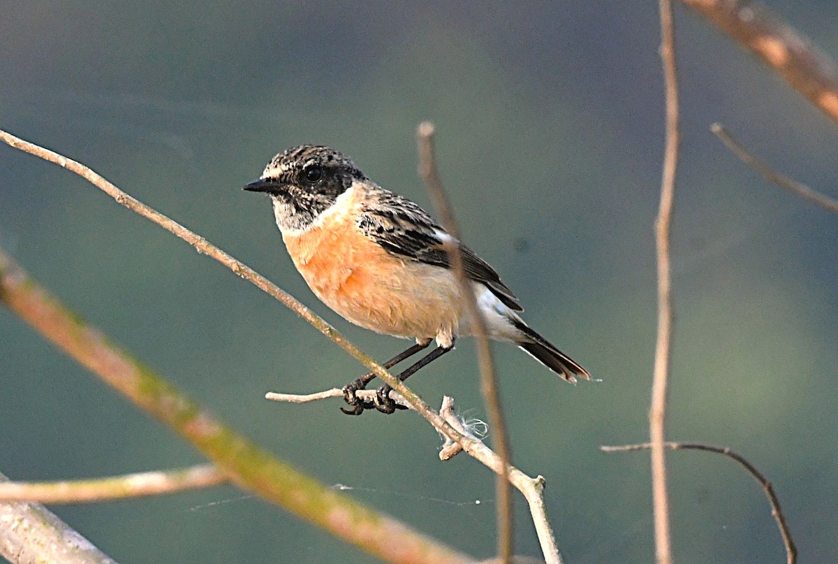 Siberian Stonechat - ML646685781