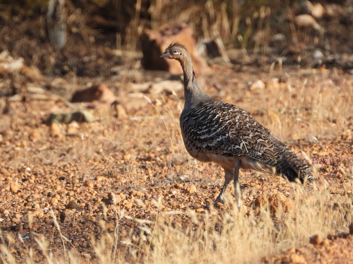 Malleefowl - ML646685782
