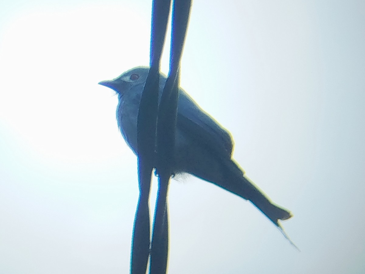 Ashy Drongo - ML646685783