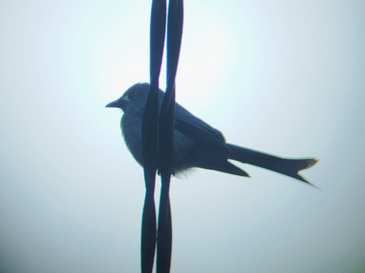 Ashy Drongo - ML646685784