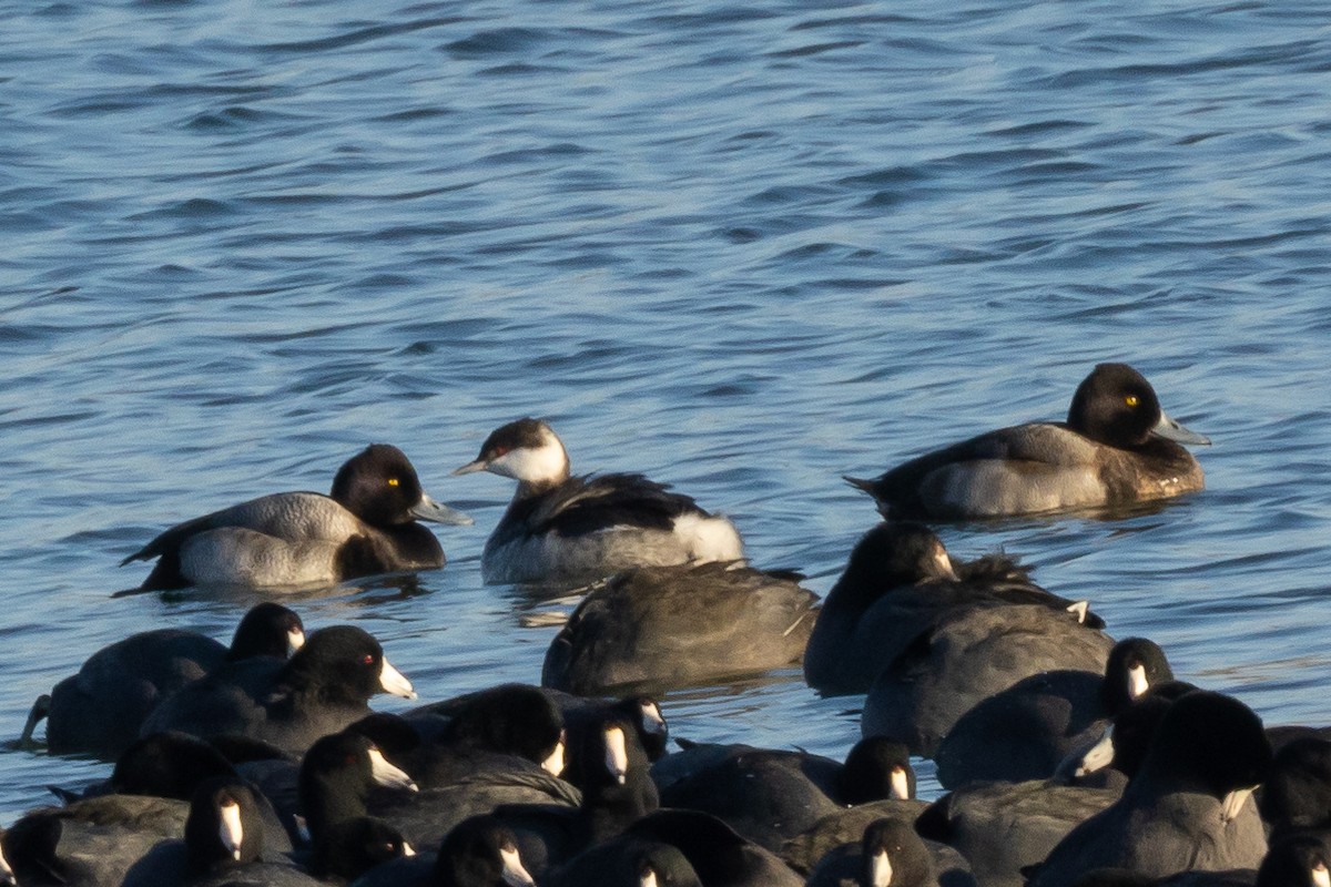 コスズガモ - ML646685786