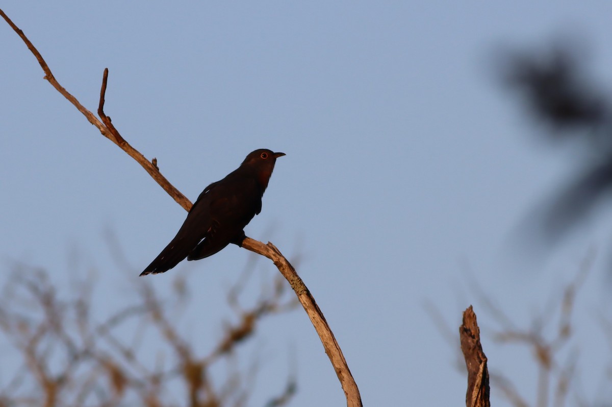 Red-chested Cuckoo - ML646685788