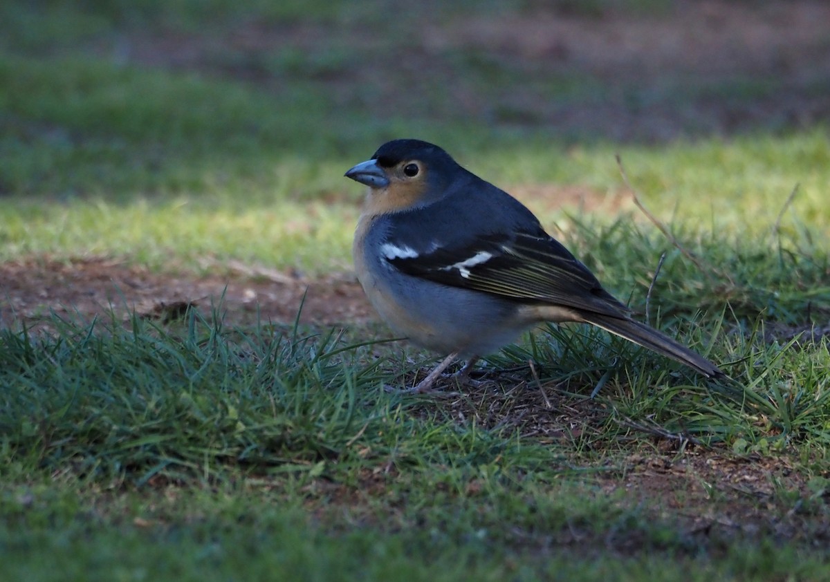 Canary Islands Chaffinch - ML646685791
