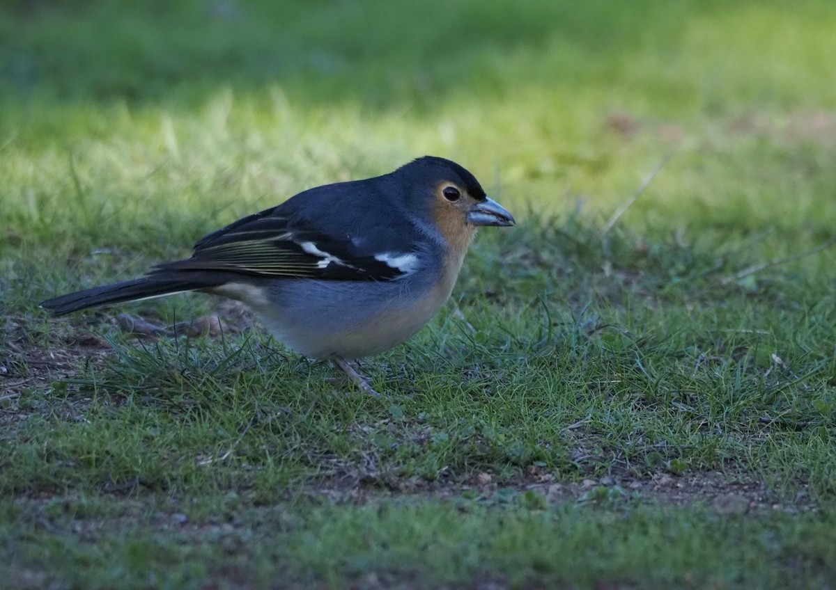 Canary Islands Chaffinch - ML646685792