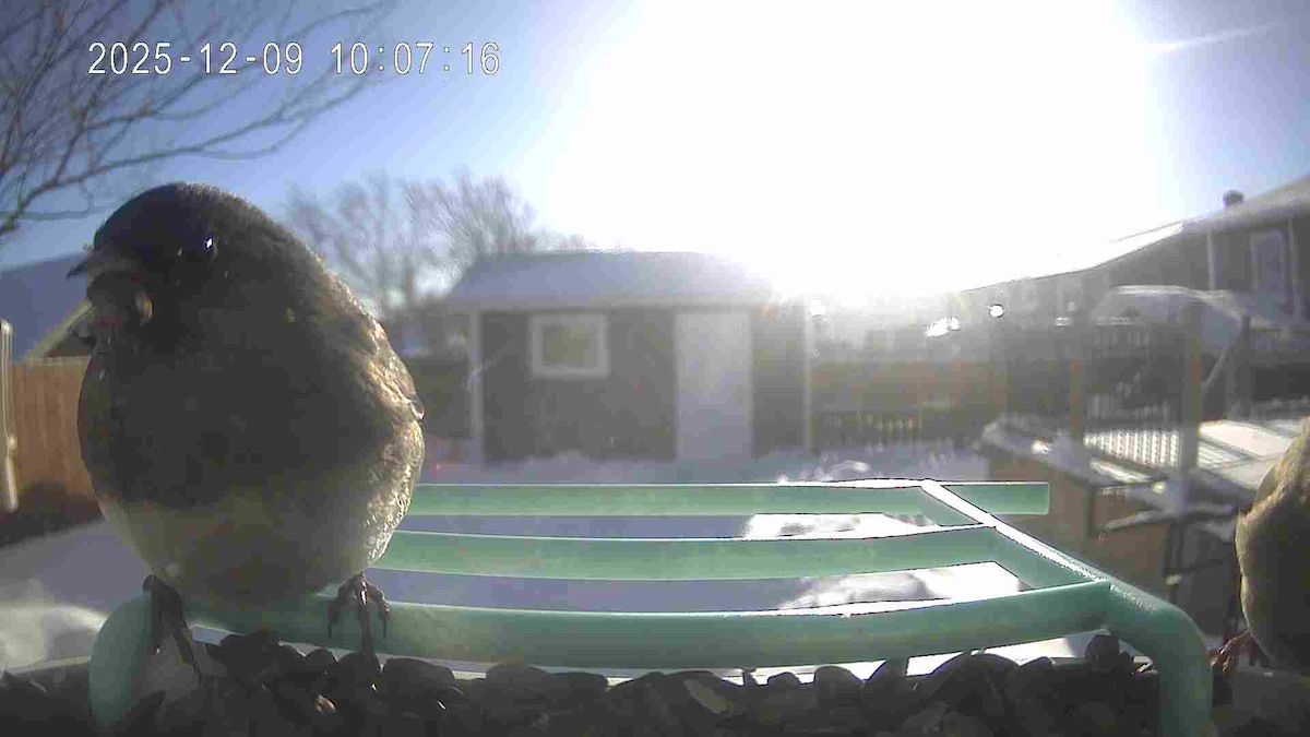 Dark-eyed Junco - ML646685794