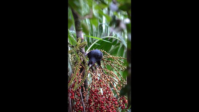 Коель великий - ML646685796