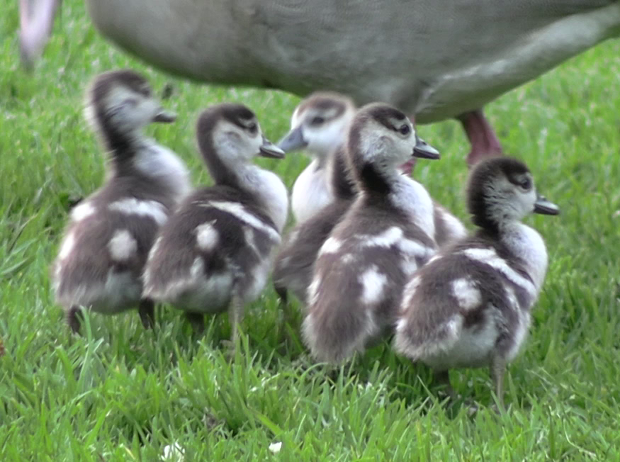 Ganso del Nilo - ML646685798