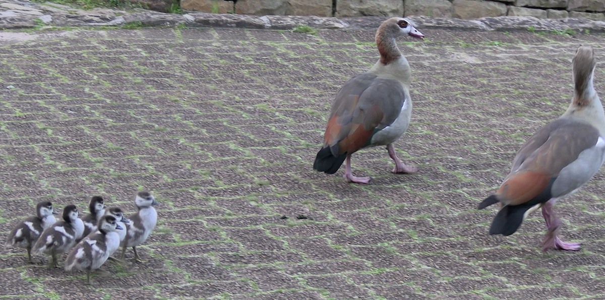 Ganso del Nilo - ML646685799