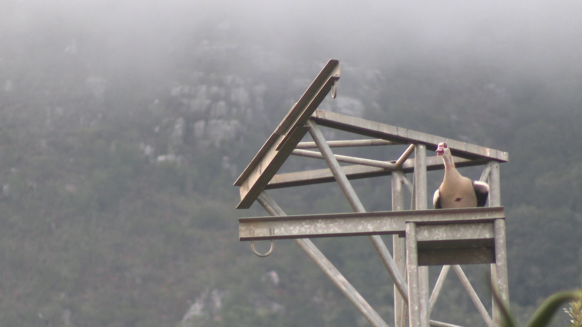 Ganso del Nilo - ML646685812