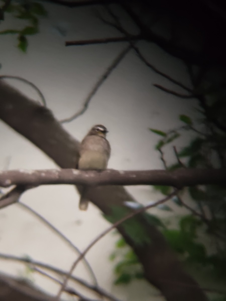 White-browed Bulbul - ML646685815