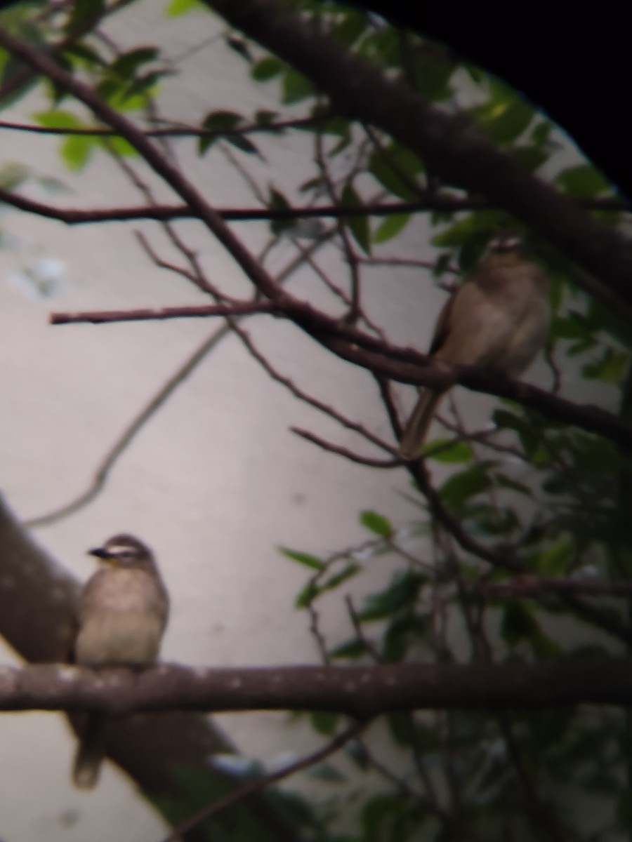 White-browed Bulbul - ML646685816