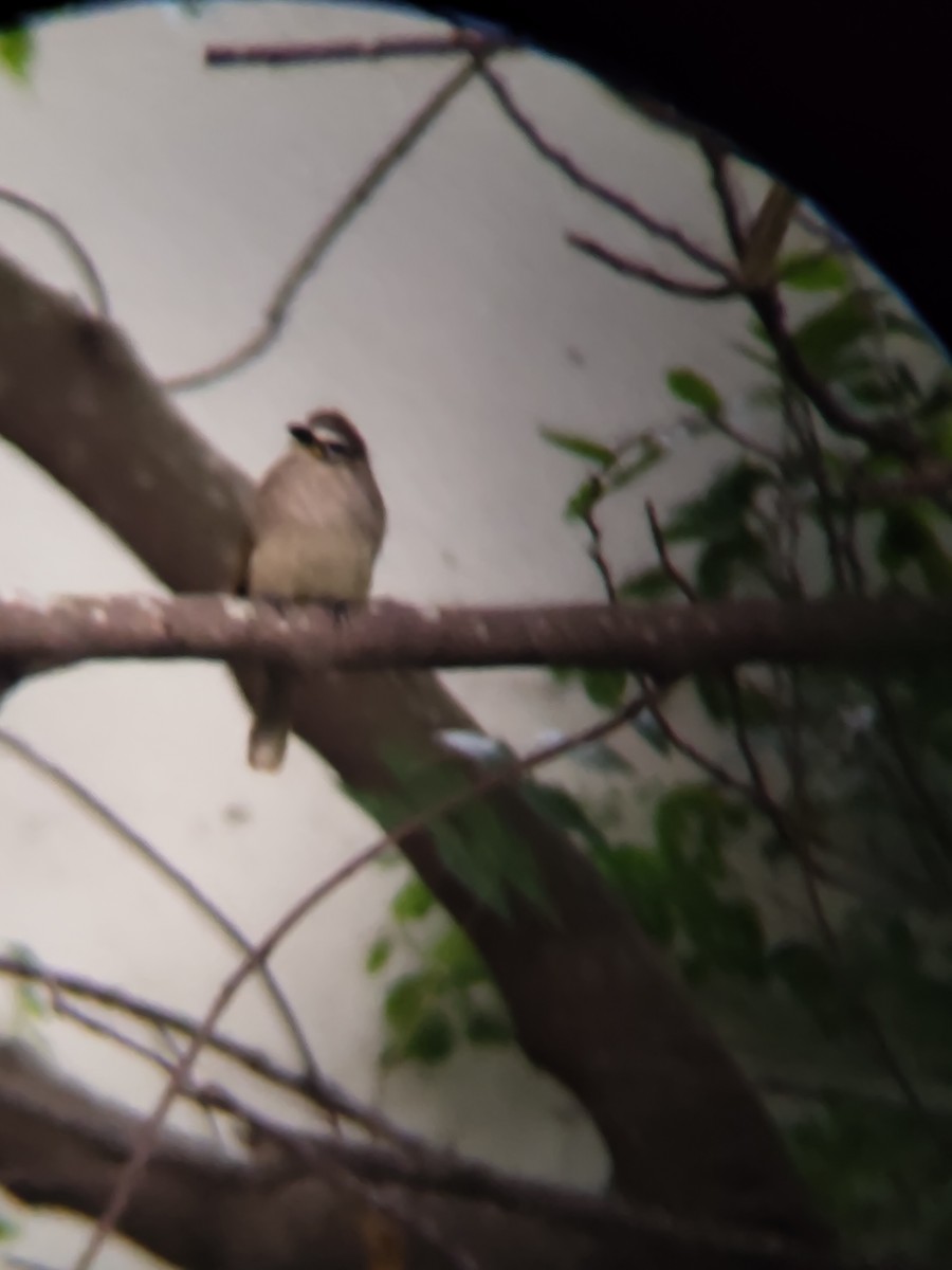 White-browed Bulbul - ML646685817