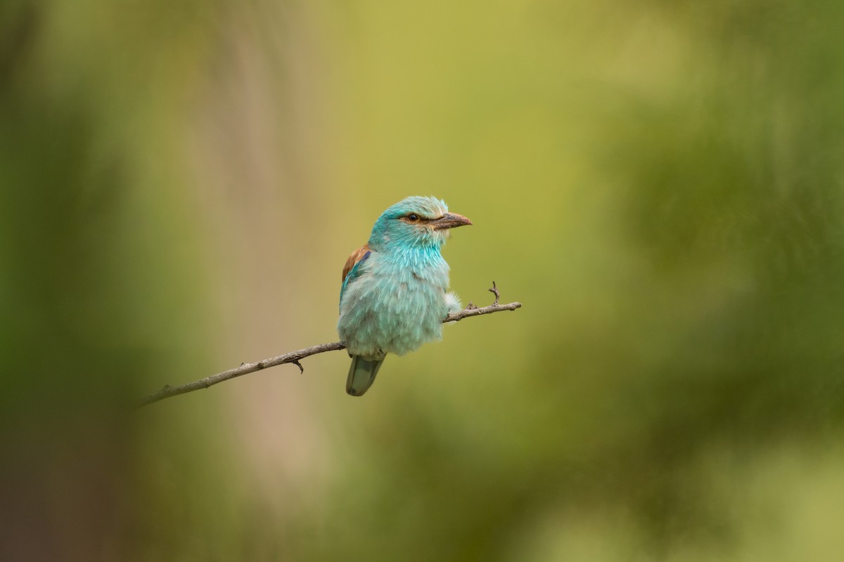 blåråke - ML646685818