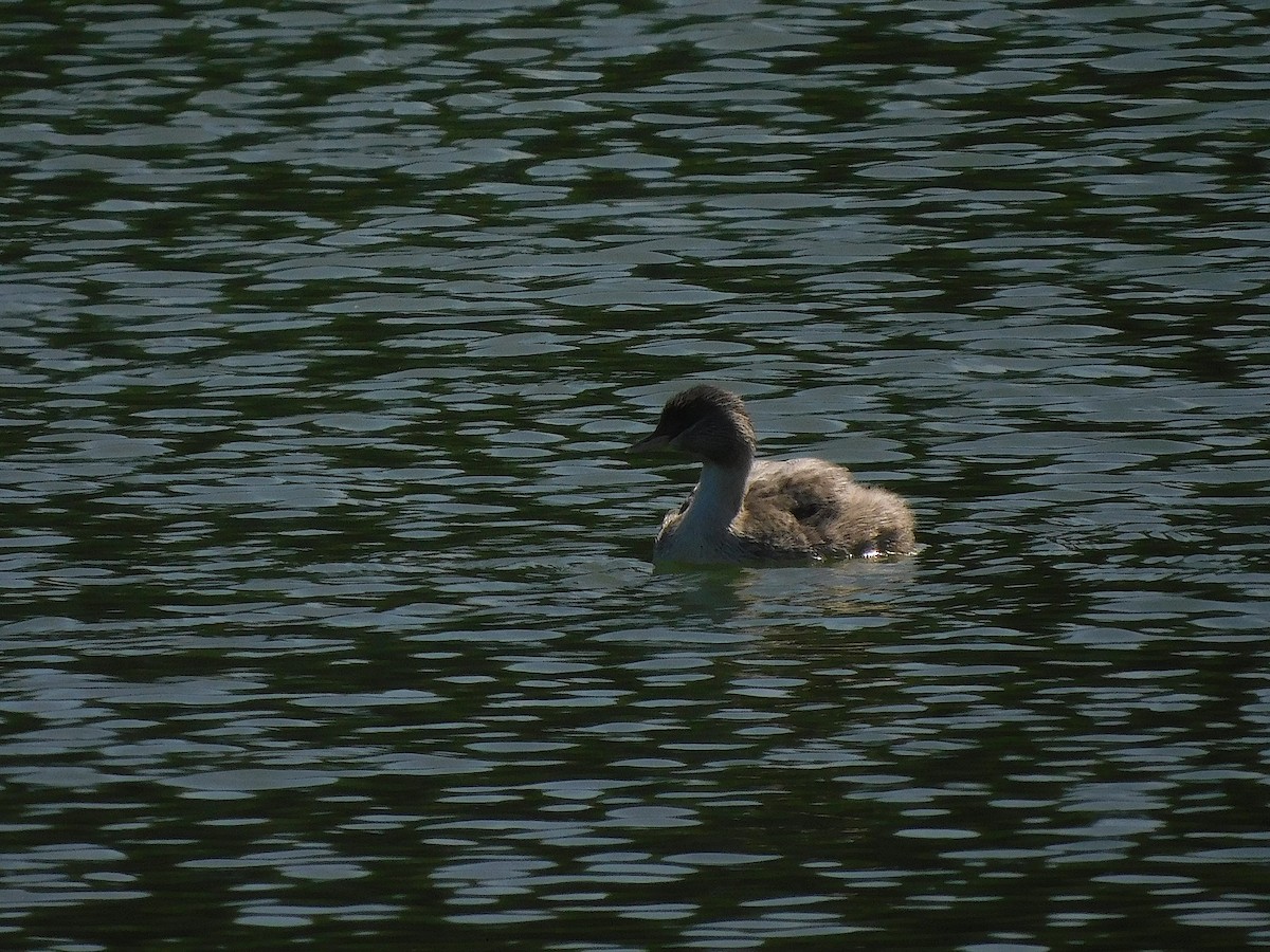 Kır Saçlı Batağan - ML646685823