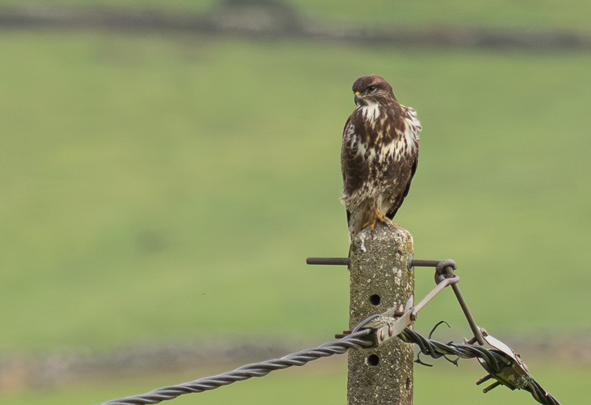 musvåk (rothschildi) - ML646685827