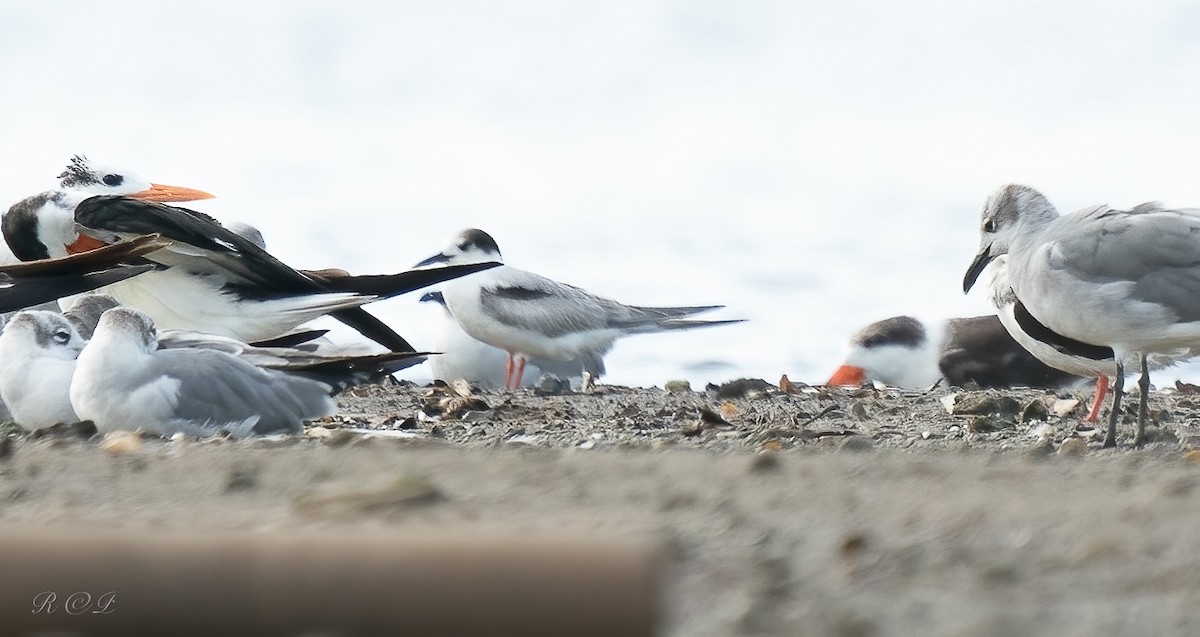 Sterna comune - ML646685831