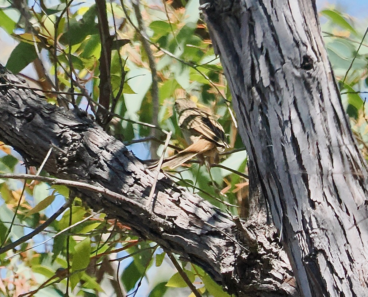 Rufous Songlark - ML646685833