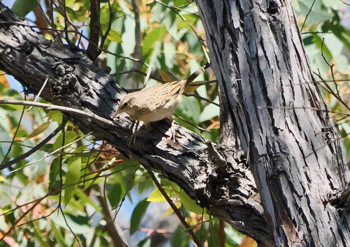 Rufous Songlark - ML646685834