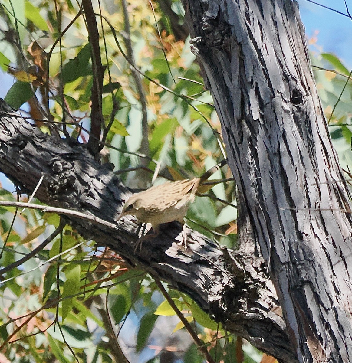 Rufous Songlark - ML646685835