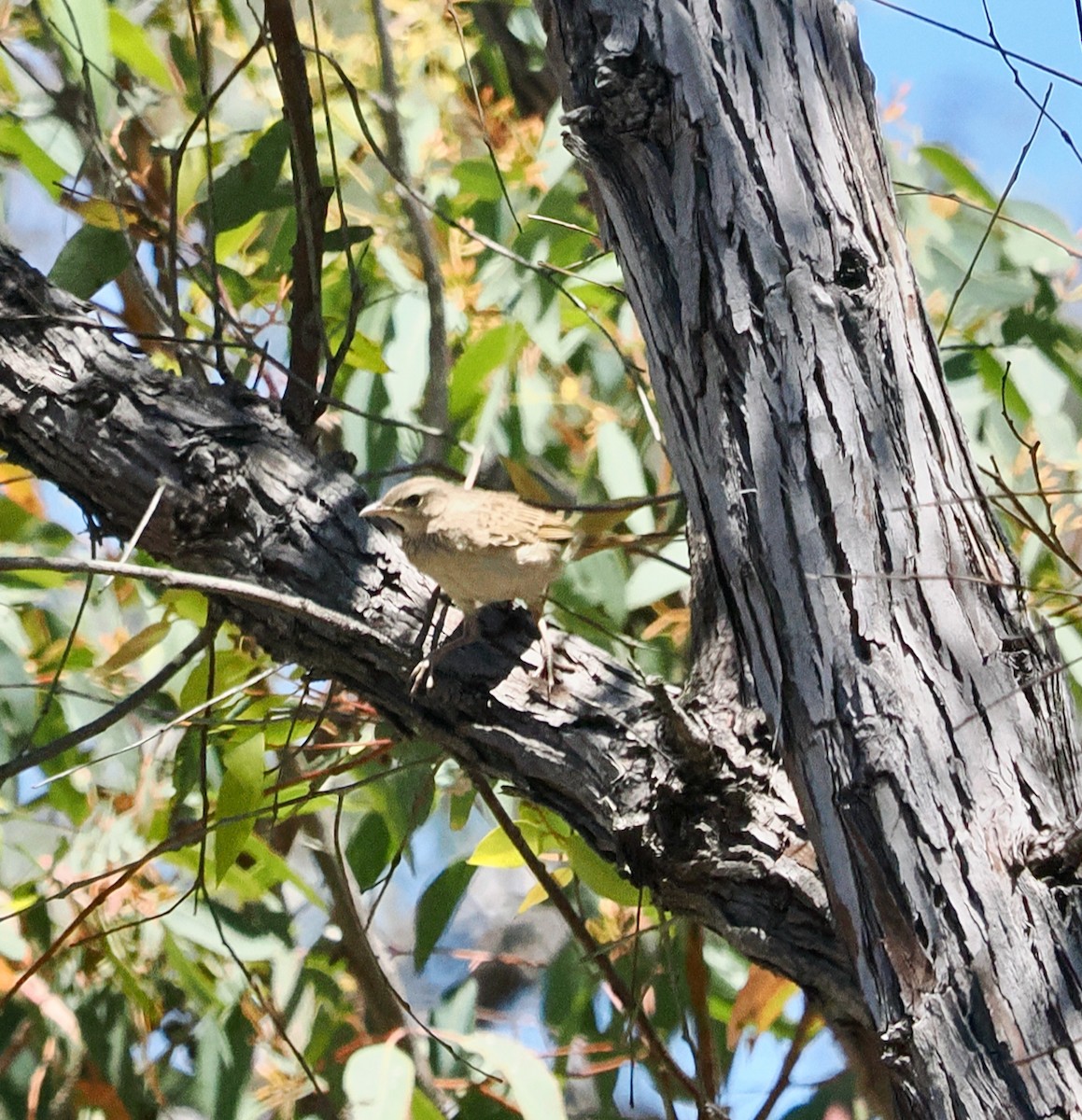 Rufous Songlark - ML646685836