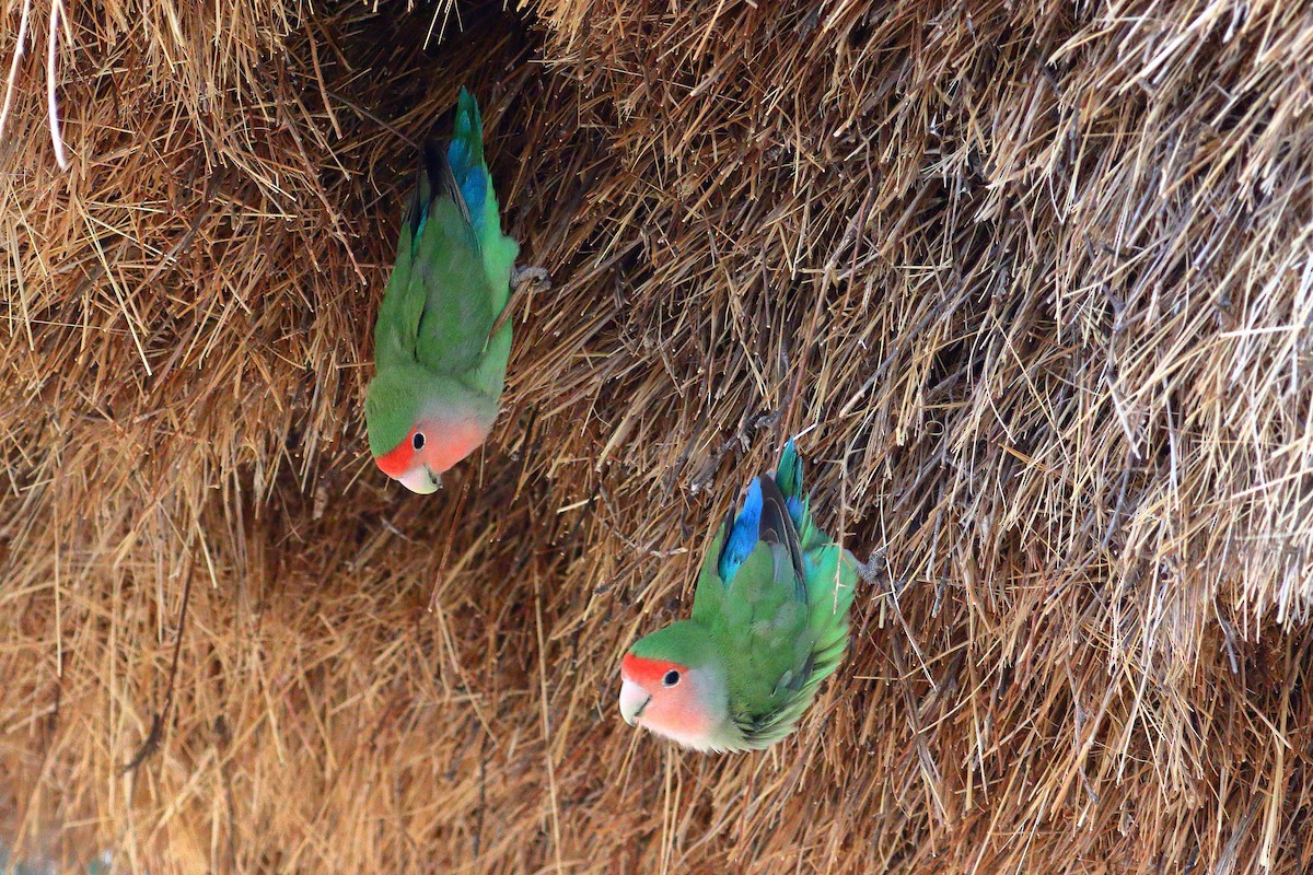 コザクラインコ - ML646685842