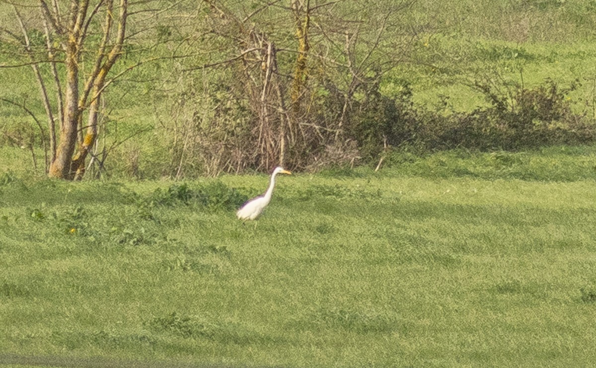 egretthegre - ML646685845