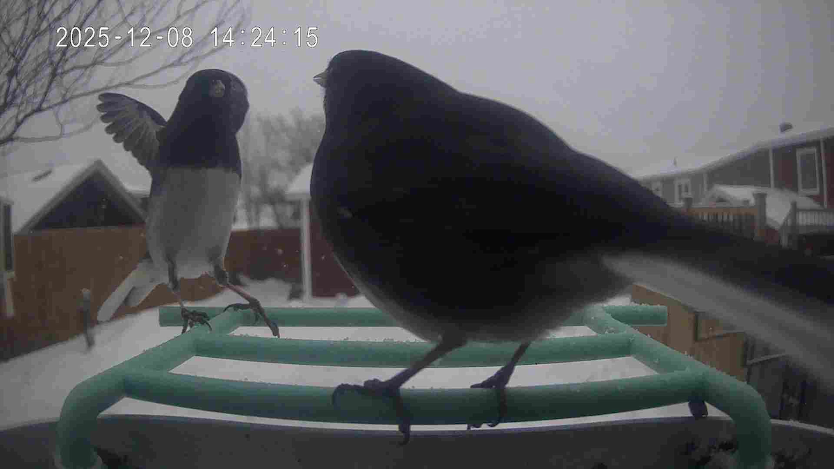 Dark-eyed Junco - ML646685855