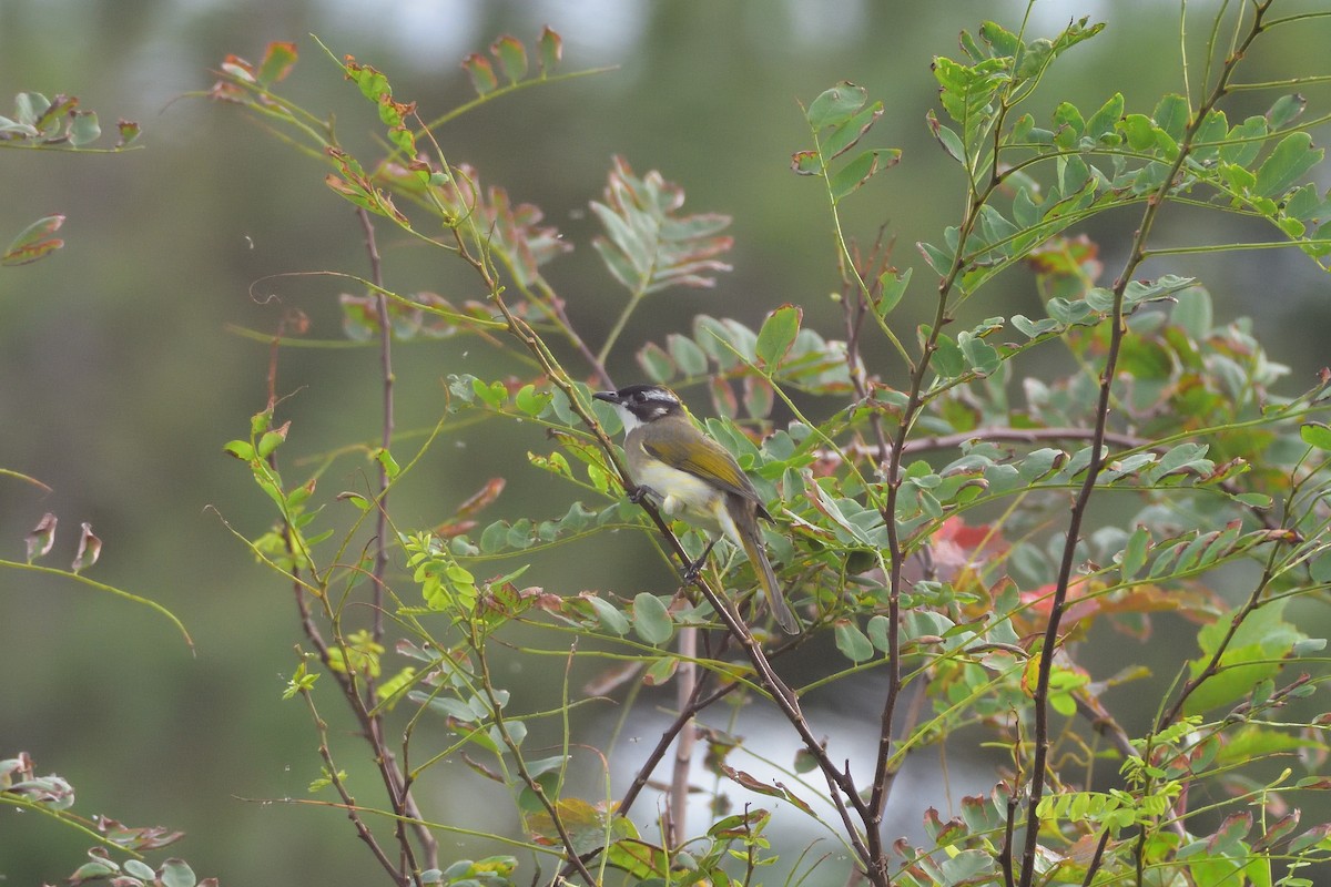 白頭翁 - ML646685861