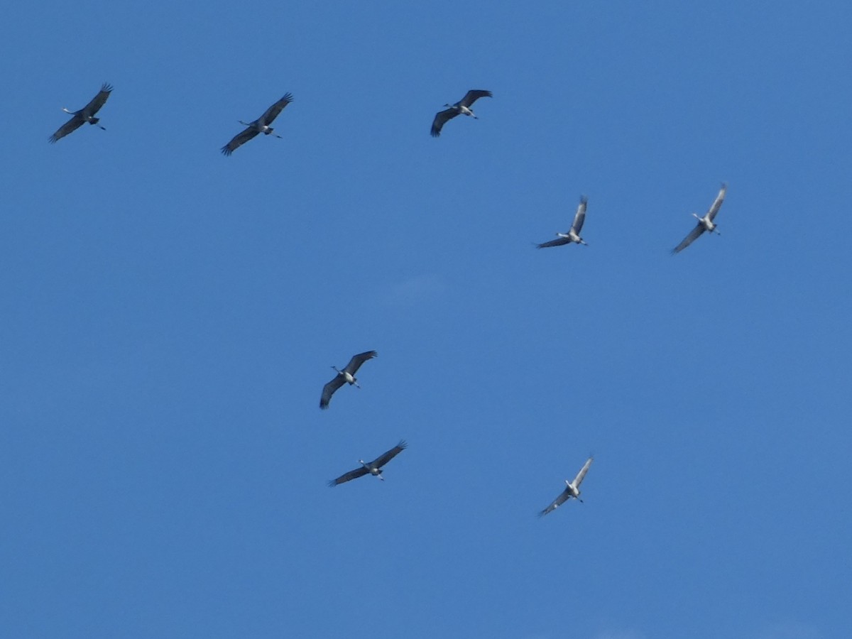 jeřáb kanadský - ML646685864