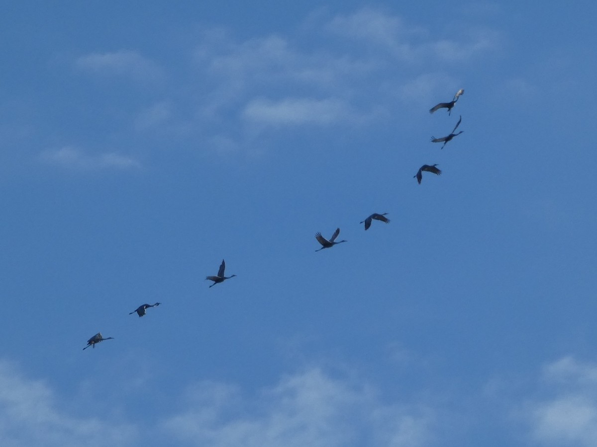 jeřáb kanadský - ML646685867