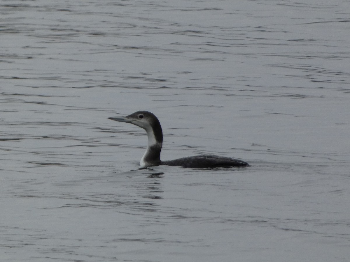 potáplice lední - ML646685869