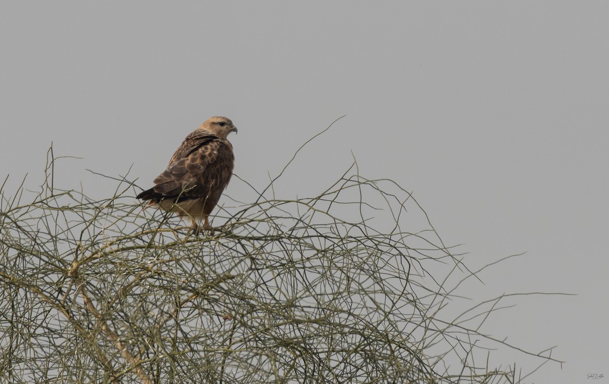 káně bělochvostá - ML646685870