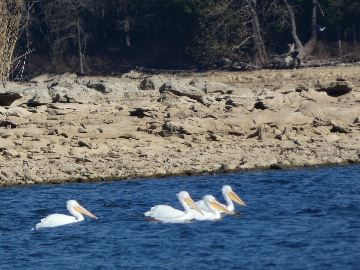 pelikán severoamerický - ML646685873