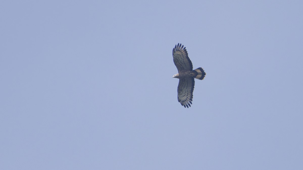 Tepeli Arı Şahini - ML646685874