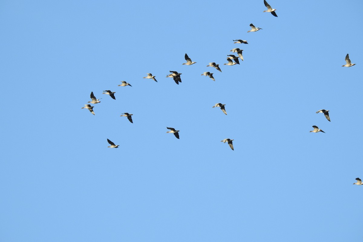 Ánsar Piquicorto - ML646685875