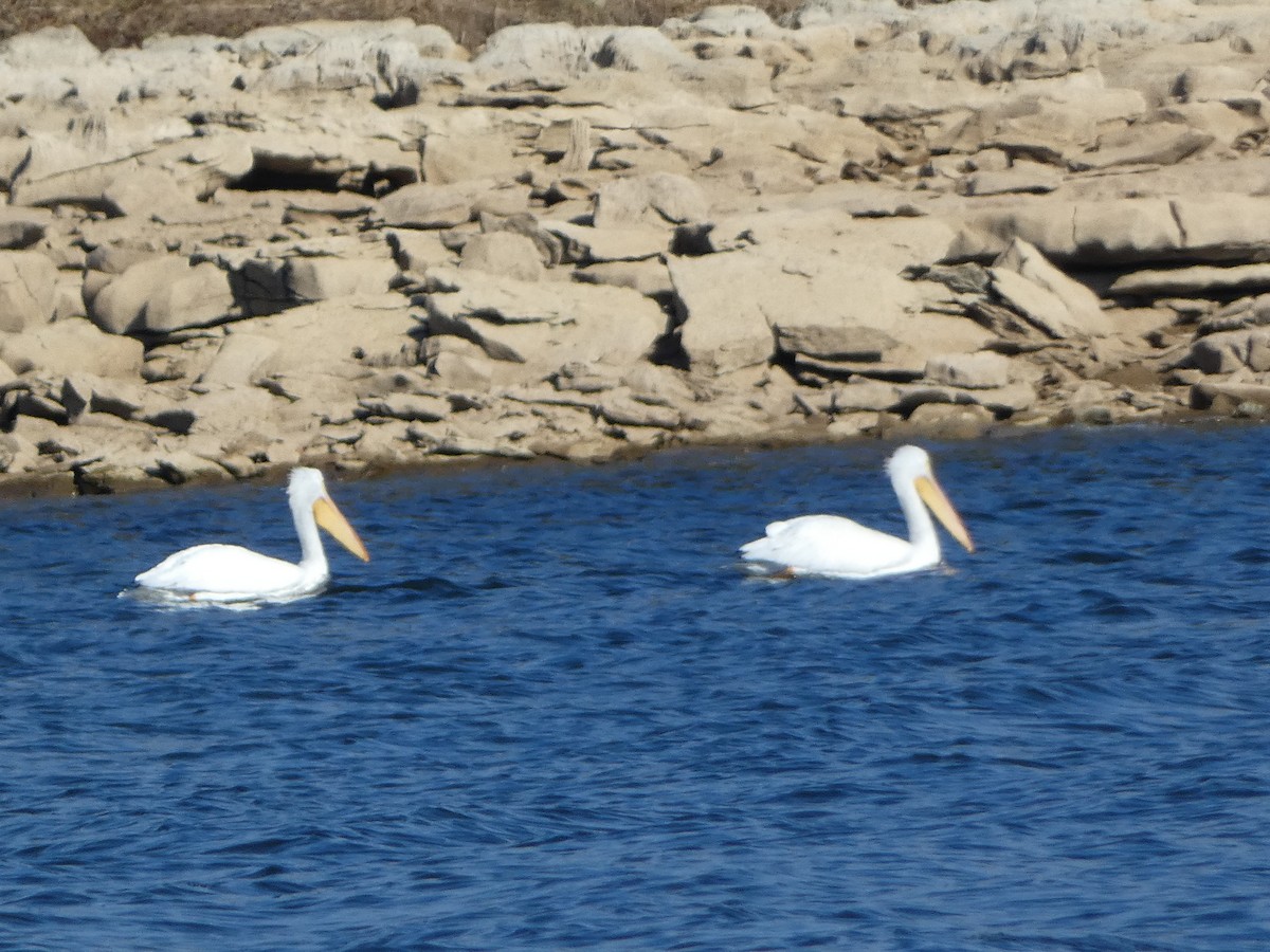 pelikán severoamerický - ML646685876