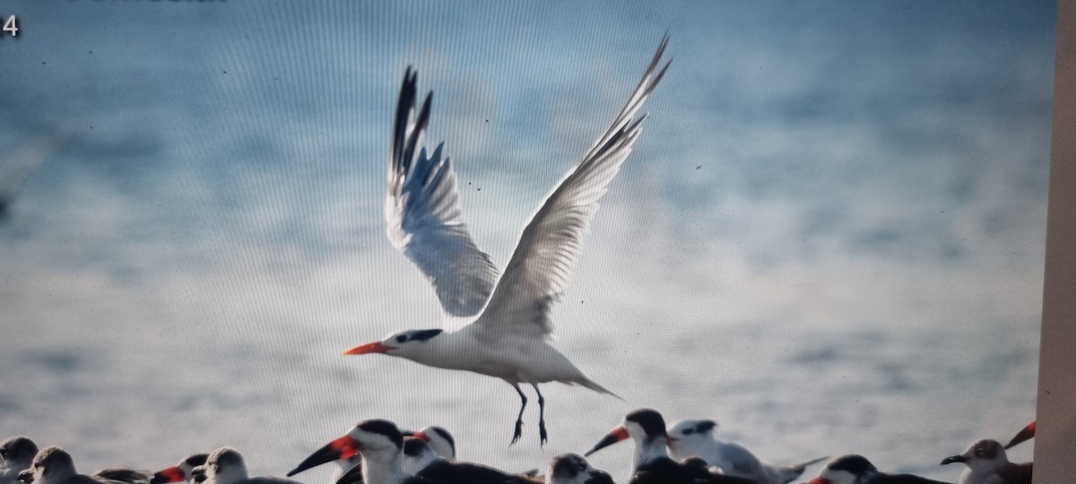 Royal Tern - ML646685877