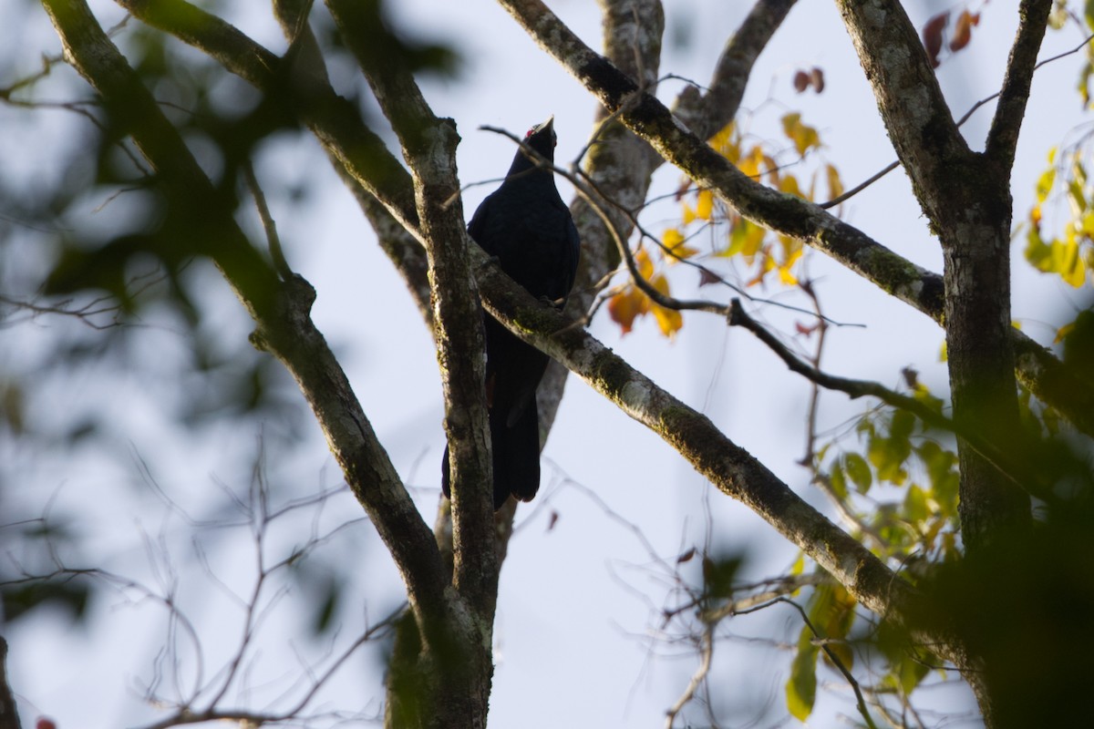 噪鵑 - ML646685878