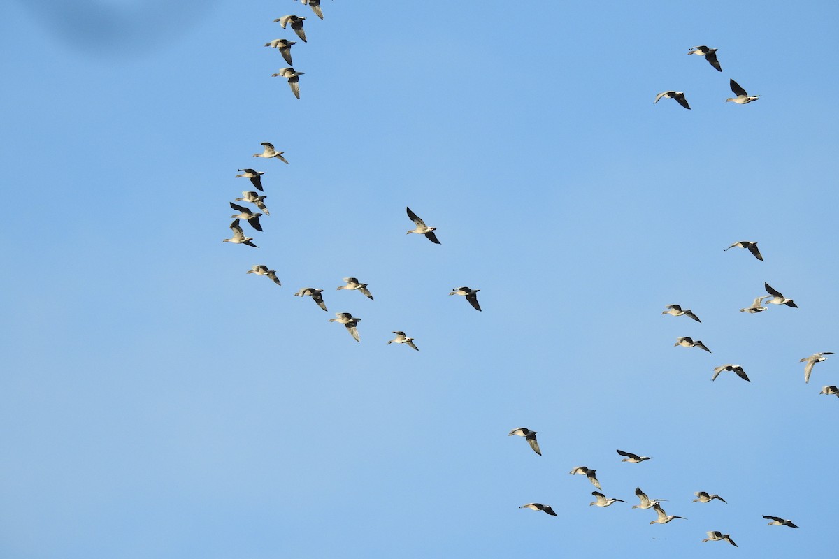 Ánsar Piquicorto - ML646685879